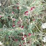 Asparagus albus fruit picture by Miren Erroteta (cc-by-sa)