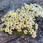 Saxifraga muscoides habit picture by Fabien Anthelme (cc-by-sa)