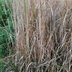 Molinia caerulea habit picture by Joseph Dupont (cc-by-sa)
