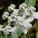 Gomphocarpus physocarpus flower picture by Daniel Barthelemy (cc-by-sa)