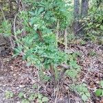Rosa multiflora habit picture by William Coville (cc-by-sa)