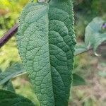 Buddleja davidii leaf picture by FREDERIC FAURE (cc-by-sa)