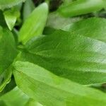 Ranunculus lingua leaf picture by Olive Prov (cc-by-sa)
