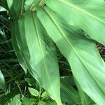 Hedychium coronarium leaf picture by Pierre Bonnet (cc-by-sa)