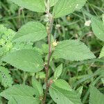 Sida acuta habit picture by R. Tournebize (cc-by-sa)