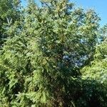 Picea abies habit picture by Bonne Eigenhuis (cc-by-sa)