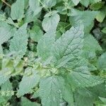 Scutellaria columnae leaf picture by Schieben Bente (cc-by-sa)