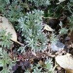 Artemisia granatensis habit picture by Martinez Manuel (cc-by-sa)