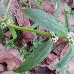 Mitracarpus hirtus habit picture by Doc Lingo (cc-by-sa)