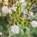 Larrea divaricata fruit picture by Trap Hers (cc-by-sa)
