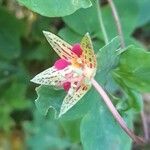 Tropaeolum pentaphyllum flower picture by Trap Hers (cc-by-sa)