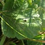 Doronicum clusii leaf picture by jack (cc-by-sa)