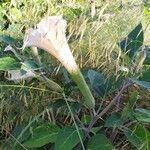 Datura wrightii flower picture by Carreras David (cc-by-sa)