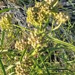 Asclepias fascicularis flower picture by Sandy Rowley (cc-by-sa)
