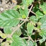 Allionia incarnata leaf picture by Trap Hers (cc-by-sa)