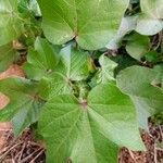 Gossypium hirsutum leaf picture by JP Corrêa Carvalho (cc-by-sa)
