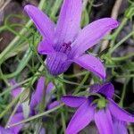 Campanula lusitanica flower picture by Miras Javier (cc-by-sa)