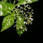 Psychotria orosiana fruit picture by Nelson Zamora Villalobos (cc-by-nc)