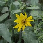 Helianthus pumilus flower picture by Jack Pommer (cc-by-sa)