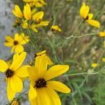 Coreopsis tripteris flower picture by Michelle T (cc-by-sa)