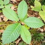 Camptotheca acuminata leaf picture by Dieter Albrecht (cc-by-sa)