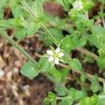 Arenaria serpyllifolia flower picture by Paola Casale (cc-by-sa)