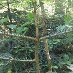 Abies alba habit picture by blaskovits viktoria (cc-by-sa)