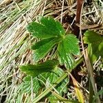 Ranunculus gusmannii leaf picture by Gabriel OLLIVIER (cc-by-sa)