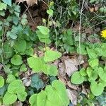 Doronicum pardalianches habit picture by Sastre Oriol (cc-by-sa)
