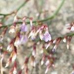 Limonium humile flower picture by David Faulkner (cc-by-sa)