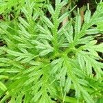 Selaginella willdenowii leaf picture by Damar Priambudi (cc-by-sa)