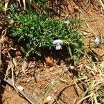 Barleria argentea habit picture by susan brown (cc-by-sa)