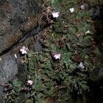 Erodium corsicum habit picture by Daniel Barthelemy (cc-by-nc)