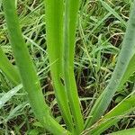 Albuca virens leaf picture by susan brown (cc-by-sa)