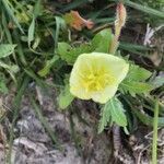 Oenothera laciniata flower picture by Khadijah Khan (cc-by-sa)