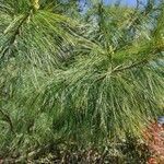 Pinus strobus leaf picture by alpha alpha bravo (cc-by-sa)