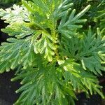 Selaginella tamariscina leaf picture by Fredelina Tagufa (cc-by-sa)