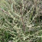 Artemisia campestris fruit picture by Hennadiy Kornev (cc-by-sa)