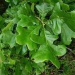 Quercus stellata leaf picture by Joshua Joshua (cc-by-sa)