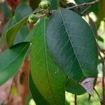 Myrcianthes pungens leaf picture by Trap Hers (cc-by-sa)