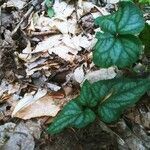 Viola hastata leaf picture by Nikky Walk (cc-by-sa)