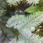 Abies procera leaf picture by Manfred Konrad (cc-by-sa)