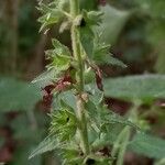 Stachys sylvatica fruit picture by Kai Best (cc-by-sa)