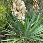 Yucca gloriosa habit picture by Aurélia et JChris Courte-Barbary (cc-by-sa)