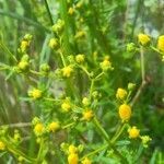 Hypericum empetrifolium flower picture by bas yves (cc-by-sa)