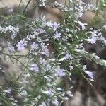 Limonium dichotomum flower picture by Diego Alex (cc-by-sa)
