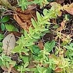 Hypericum humifusum leaf picture by Pieter Verbrugghe (cc-by-sa)