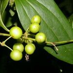 Smilax domingensis fruit picture by Nelson Zamora Villalobos (cc-by-nc)
