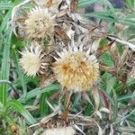 Carlina salicifolia fruit picture by Kanaren Pieper (cc-by-sa)