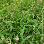 Persicaria maculosa habit picture by stéphane COLLE (cc-by-sa)